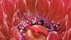 Warrior - Gode vibrateur à poussée pour femmes et couples 